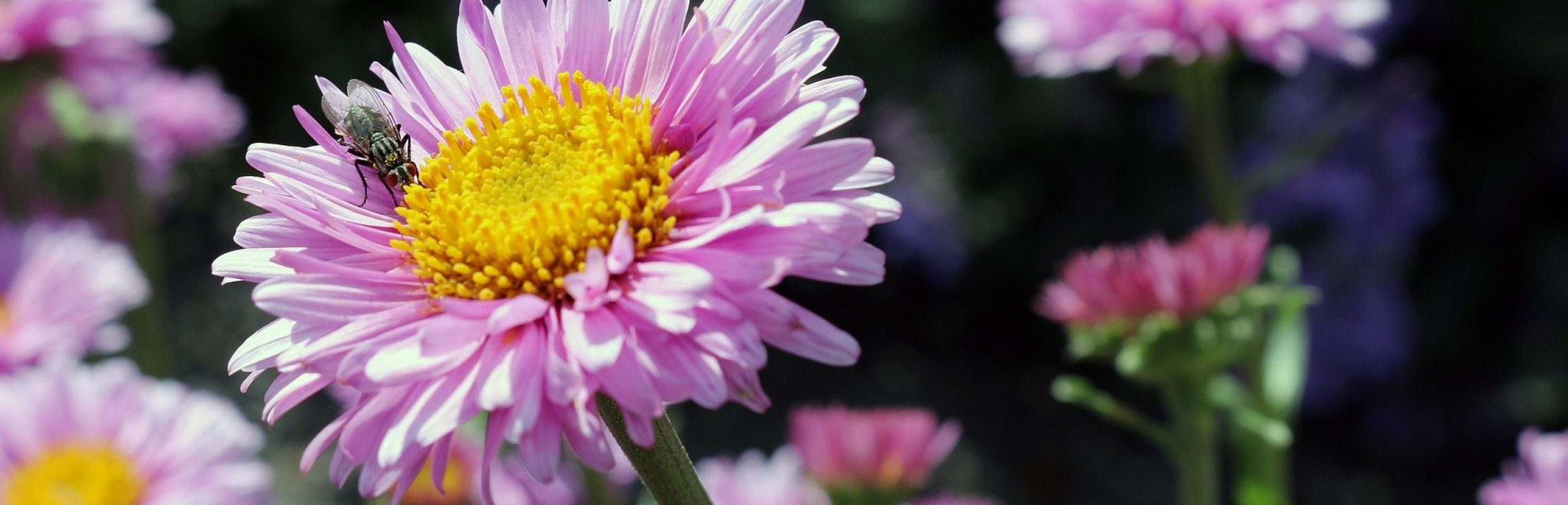 flowers-351520_1920.jpg