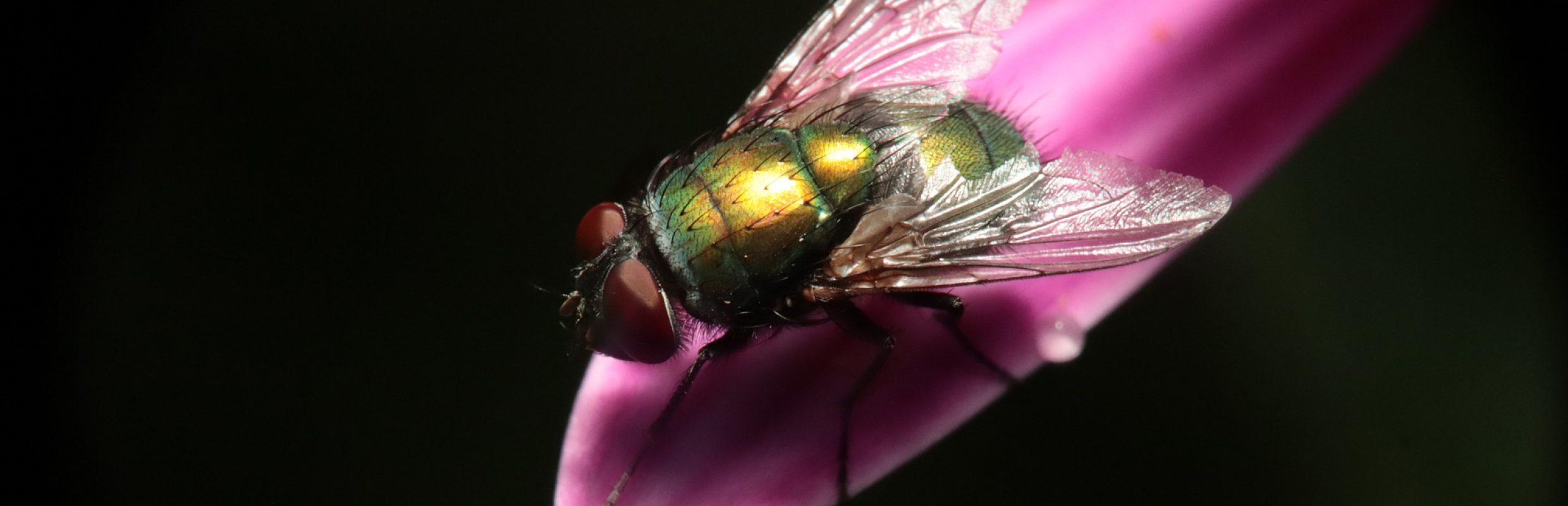 insect-5151830_1920