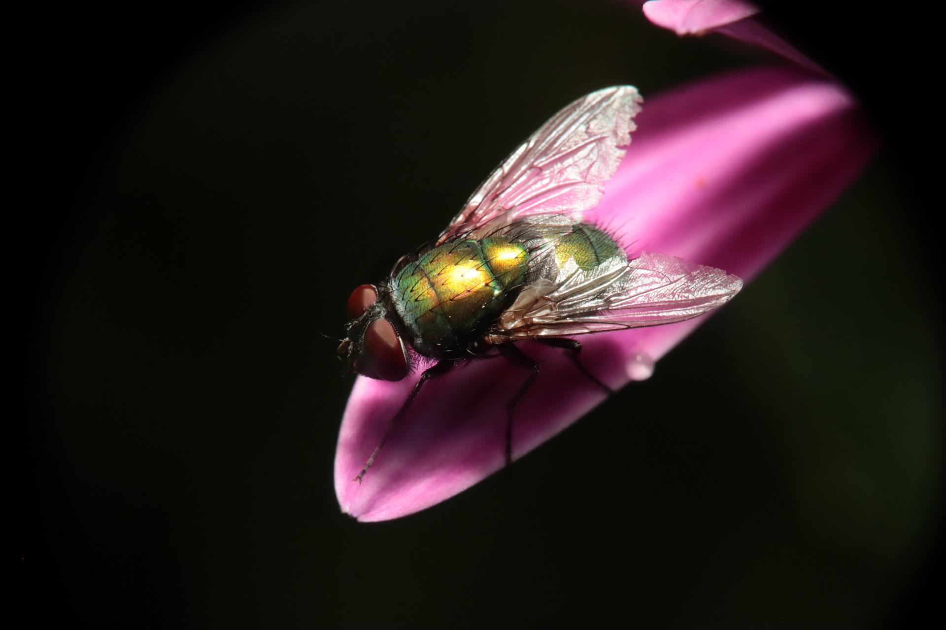 insect-5151830_1920
